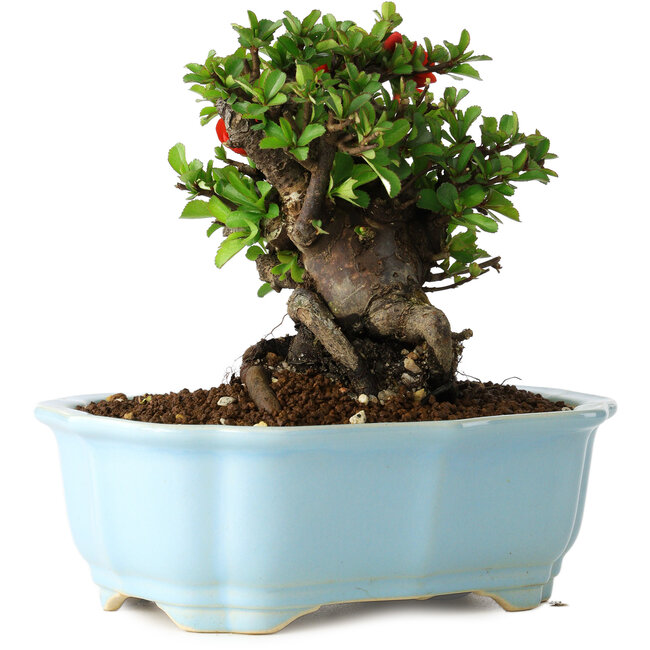 Chaenomeles speciosa, 15 cm, ± 30 ans, à fleurs rouges, dans un pot moulé chinois de Yixing