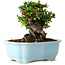 Chaenomeles speciosa, 15 cm, ± 30 anni, con fiori rossi, in un vaso cinese modellato da Yixing