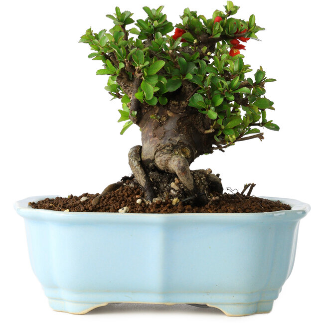Chaenomeles speciosa, 15 cm, ± 30 years old, with red flowers, in a Chinese molded pot by Yixing