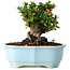 Chaenomeles speciosa, 15 cm, ± 30 anni, con fiori rossi, in un vaso cinese modellato da Yixing