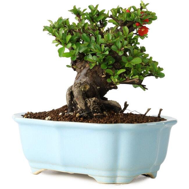 Chaenomeles speciosa, 15 cm, ± 30 jaar oud, met rode bloemen, in een Chinese gegoten pot van Yixing