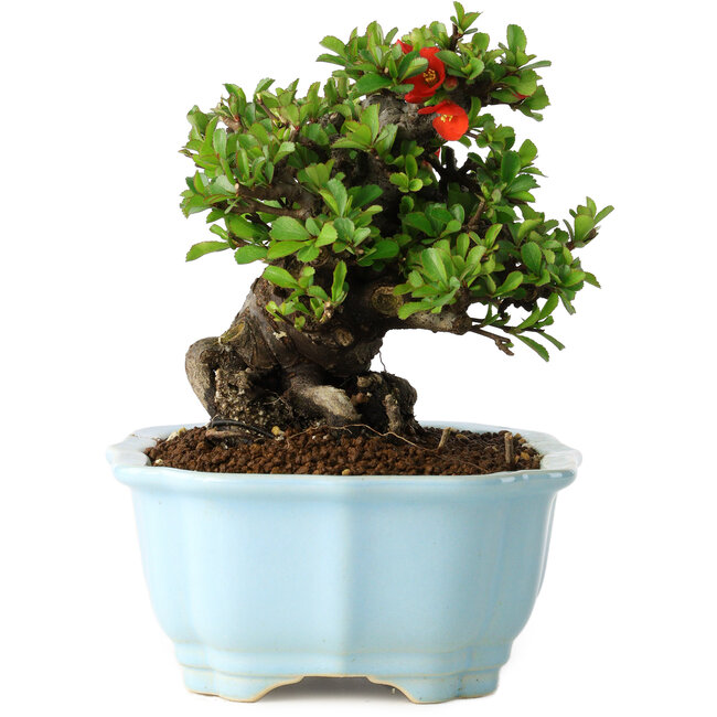 Chaenomeles speciosa, 15 cm, ± 30 años, con flores rojas, en una maceta china moldeada por Yixing