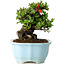 Chaenomeles speciosa, 15 cm, ± 30 años, con flores rojas, en una maceta china moldeada por Yixing