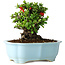 Chaenomeles speciosa, 15 cm, ± 30 anni, con fiori rossi, in un vaso cinese modellato da Yixing