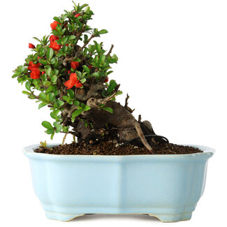 Yixing Chaenomeles speciosa, 16 cm, ± 30 jaar oud
