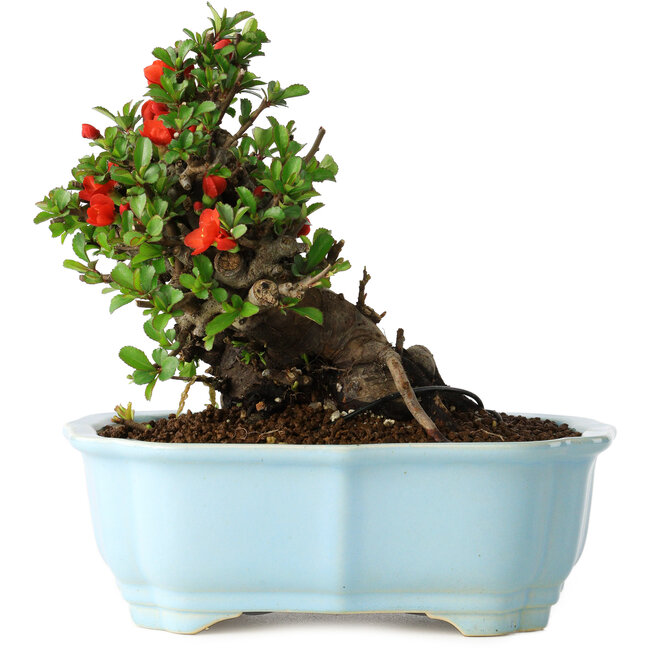 Chaenomeles speciosa, 16 cm, ± 30 años, con flores rojas, en una maceta china moldeada por Yixing