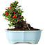 Chaenomeles speciosa, 16 cm, ± 30 años, con flores rojas, en una maceta china moldeada por Yixing