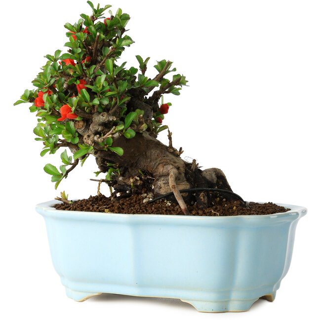 Chaenomeles speciosa, 16 cm, ± 30 años, con flores rojas, en una maceta china moldeada por Yixing