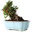 Chaenomeles speciosa, 16 cm, ± 30 años, con flores rojas, en una maceta china moldeada por Yixing