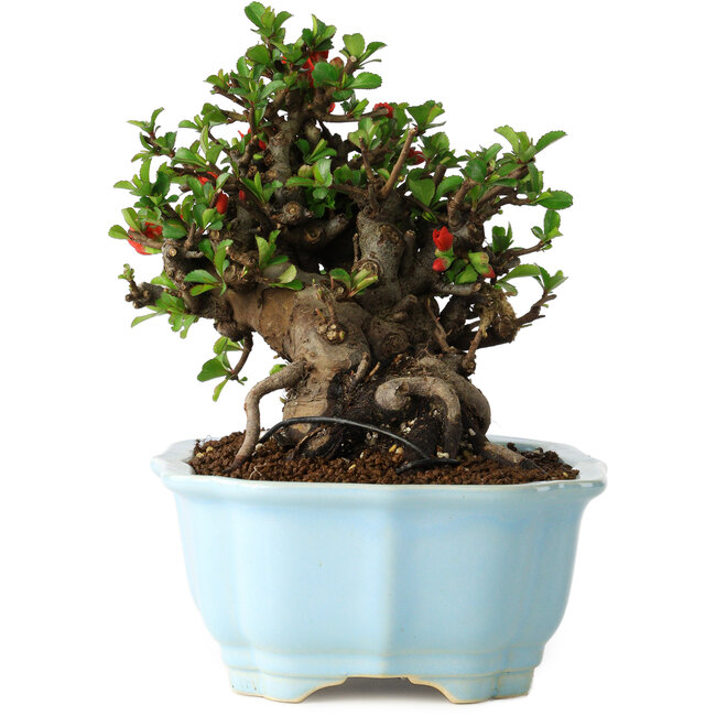 Chaenomeles speciosa, 16 cm, ± 30 Jahre alt, mit roten Blüten, in einem chinesischen Formtopf von Yixing
