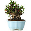 Chaenomeles speciosa, 16 cm, ± 30 años, con flores rojas, en una maceta china moldeada por Yixing