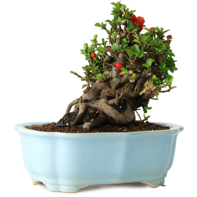 Chaenomeles speciosa, 16 cm, ± 30 jaar oud, met rode bloemen, in een Chinese gegoten pot van Yixing