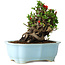 Chaenomeles speciosa, 16 cm, ± 30 anni, con fiori rossi, in un vaso cinese modellato da Yixing