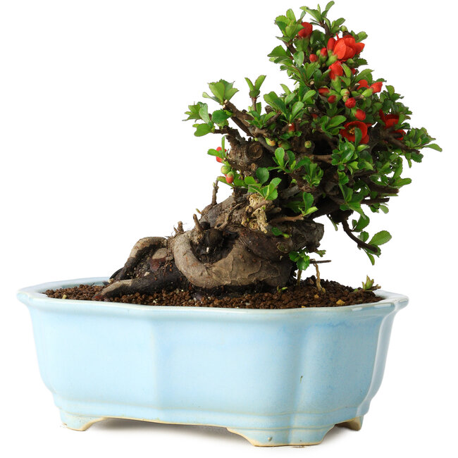 Chaenomeles speciosa, 16 cm, ± 30 años, con flores rojas, en una maceta china moldeada por Yixing