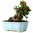Chaenomeles speciosa, 16 cm, ± 30 años, con flores rojas, en una maceta china moldeada por Yixing