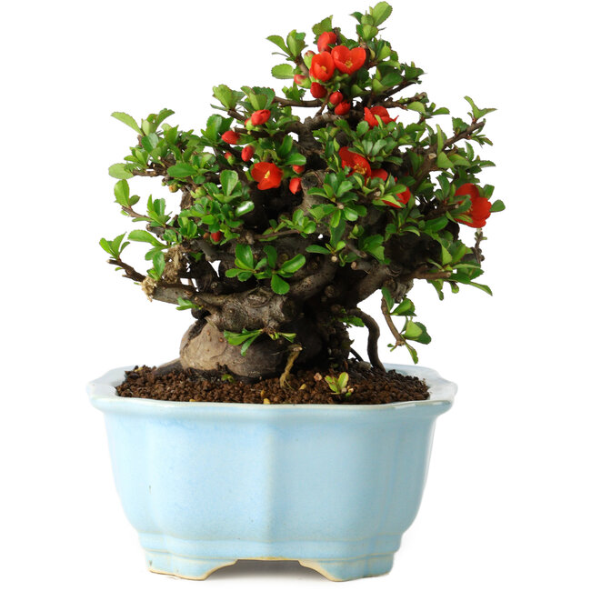 Chaenomeles speciosa, 16 cm, ± 30 jaar oud, met rode bloemen, in een Chinese gegoten pot van Yixing