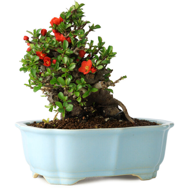 Chaenomeles speciosa, 16 cm, ± 30 Jahre alt, mit roten Blüten, in einem chinesischen Formtopf von Yixing