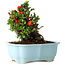 Chaenomeles speciosa, 16 cm, ± 30 años, con flores rojas, en una maceta china moldeada por Yixing
