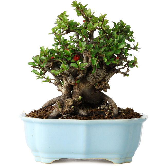 Chaenomeles speciosa, 19 cm, ± 30 Jahre alt, mit roten Blüten, in einem chinesischen Formtopf von Yixing