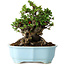 Chaenomeles speciosa, 19 cm, ± 30 Jahre alt, mit roten Blüten, in einem chinesischen Formtopf von Yixing