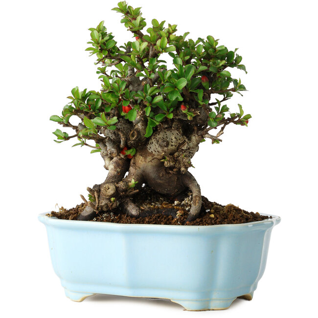 Chaenomeles speciosa, 19 cm, ± 30 años, con flores rojas, en una maceta china moldeada por Yixing