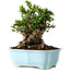 Chaenomeles speciosa, 19 cm, ± 30 Jahre alt, mit roten Blüten, in einem chinesischen Formtopf von Yixing