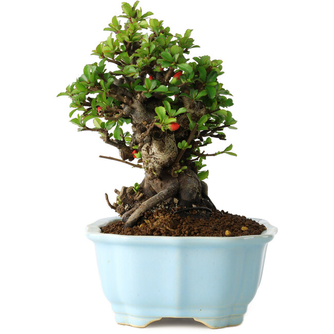 Chaenomeles speciosa, 19 cm, ± 30 jaar oud, met rode bloemen, in een Chinese gegoten pot van Yixing