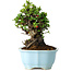 Chaenomeles speciosa, 19 cm, ± 30 anni, con fiori rossi, in un vaso cinese modellato da Yixing