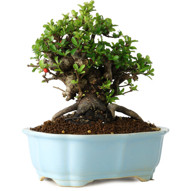 Chaenomeles speciosa, 19 cm, ± 30 ans, à fleurs rouges, dans un pot moulé chinois de Yixing