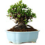 Chaenomeles speciosa, 19 cm, ± 30 anni, con fiori rossi, in un vaso cinese modellato da Yixing