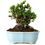 Chaenomeles speciosa, 19 cm, ± 30 Jahre alt, mit roten Blüten, in einem chinesischen Formtopf von Yixing