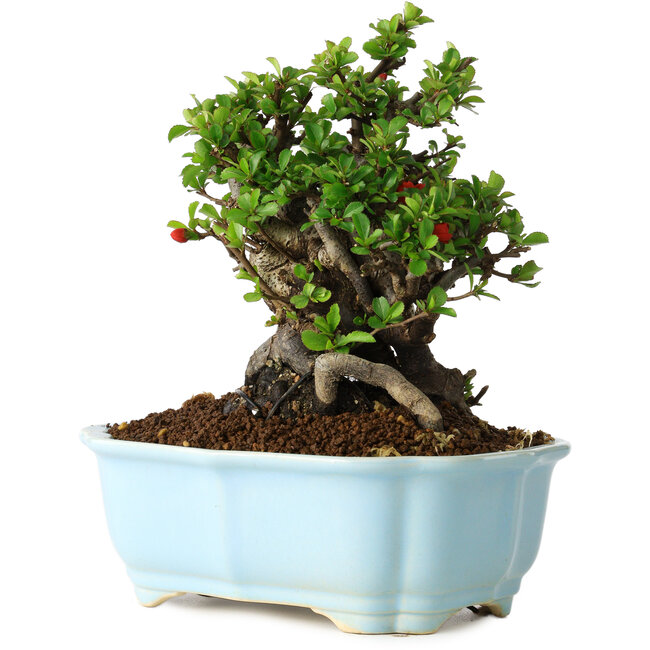 Chaenomeles speciosa, 19 cm, ± 30 anni, con fiori rossi, in un vaso cinese modellato da Yixing