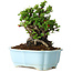 Chaenomeles speciosa, 19 cm, ± 30 Jahre alt, mit roten Blüten, in einem chinesischen Formtopf von Yixing