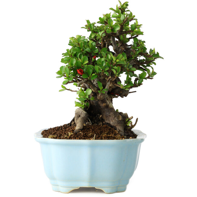 Chaenomeles speciosa, 19 cm, ± 30 jaar oud, met rode bloemen, in een Chinese gegoten pot van Yixing