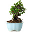 Chaenomeles speciosa, 19 cm, ± 30 Jahre alt, mit roten Blüten, in einem chinesischen Formtopf von Yixing