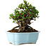 Chaenomeles speciosa, 19 cm, ± 30 anni, con fiori rossi, in un vaso cinese modellato da Yixing