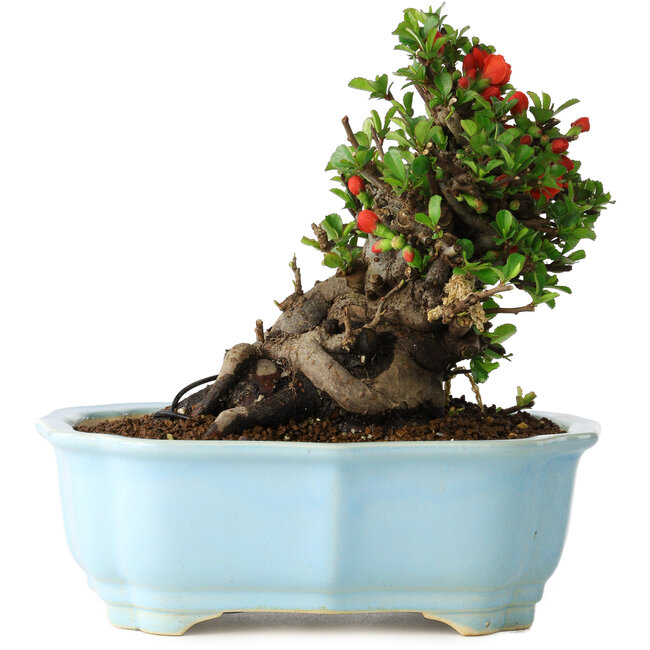 Chaenomeles speciosa, 16 cm, ± 30 anni, con fiori rossi, in un vaso cinese modellato da Yixing