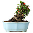 Chaenomeles speciosa, 16 cm, ± 30 Jahre alt, mit roten Blüten, in einem chinesischen Formtopf von Yixing