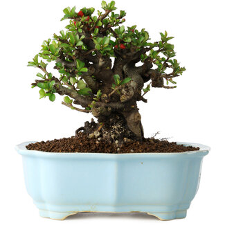 Yixing Chaenomeles speciosa, 16 cm, ± 30 jaar oud