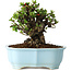 Chaenomeles speciosa, 16 cm, ± 30 años, con flores rojas, en una maceta china moldeada por Yixing
