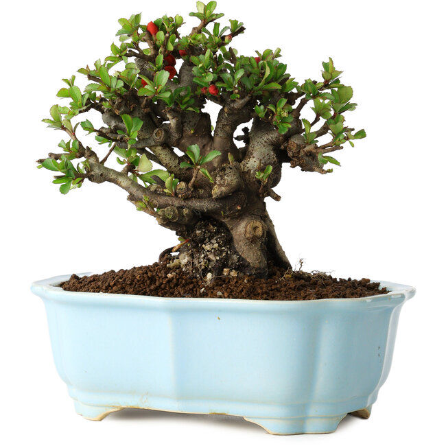 Chaenomeles speciosa, 16 cm, ± 30 años, con flores rojas, en una maceta china moldeada por Yixing