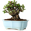Chaenomeles speciosa, 16 cm, ± 30 años, con flores rojas, en una maceta china moldeada por Yixing