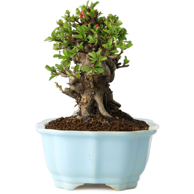 Chaenomeles speciosa, 16 cm, ± 30 Jahre alt, mit roten Blüten, in einem chinesischen Formtopf von Yixing