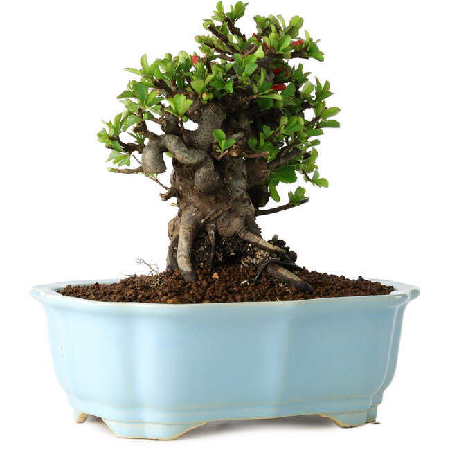 Chaenomeles speciosa, 16 cm, ± 30 years old, with red flowers, in a Chinese molded pot by Yixing