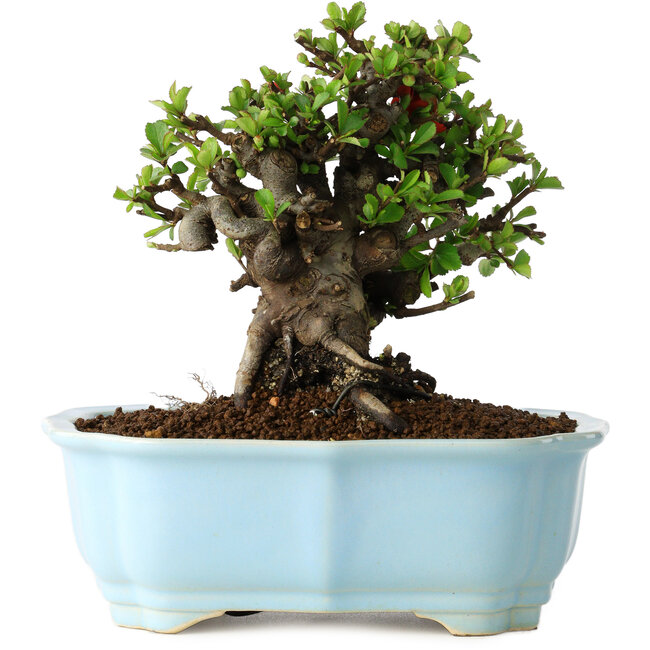 Chaenomeles speciosa, 16 cm, ± 30 años, con flores rojas, en una maceta china moldeada por Yixing