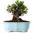 Chaenomeles speciosa, 16 cm, ± 30 years old, with red flowers, in a Chinese molded pot by Yixing