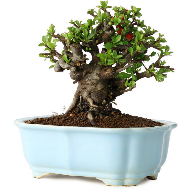 Chaenomeles speciosa, 16 cm, ± 30 years old, with red flowers, in a Chinese molded pot by Yixing