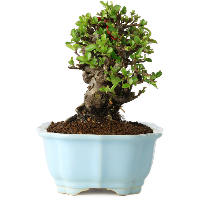 Chaenomeles speciosa, 16 cm, ± 30 Jahre alt, mit roten Blüten, in einem chinesischen Formtopf von Yixing