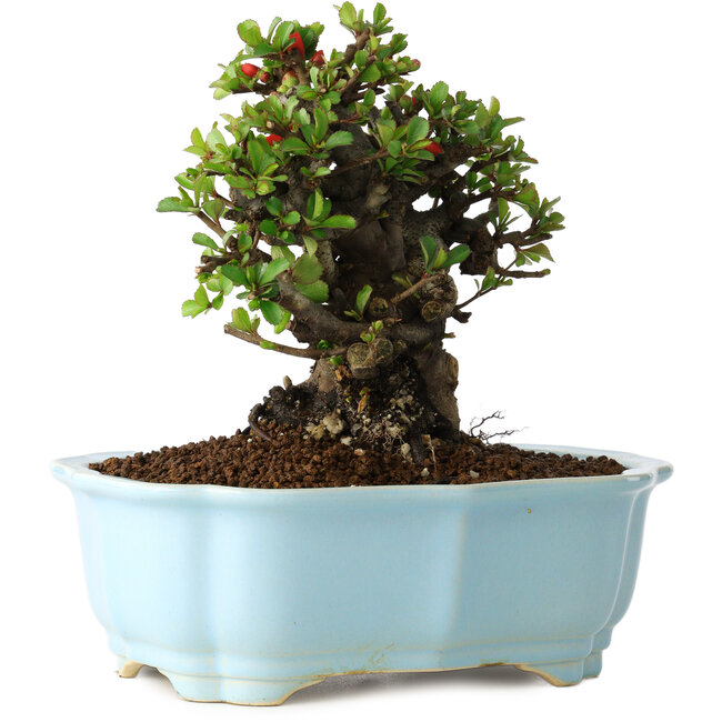 Chaenomeles speciosa, 16 cm, ± 30 years old, with red flowers, in a Chinese molded pot by Yixing