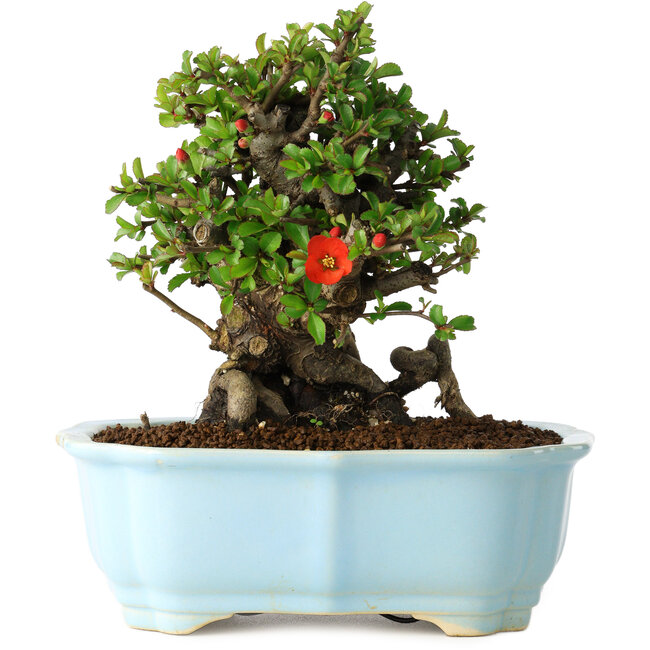 Chaenomeles speciosa, 16 cm, ± 30 ans, à fleurs rouges, dans un pot moulé chinois de Yixing